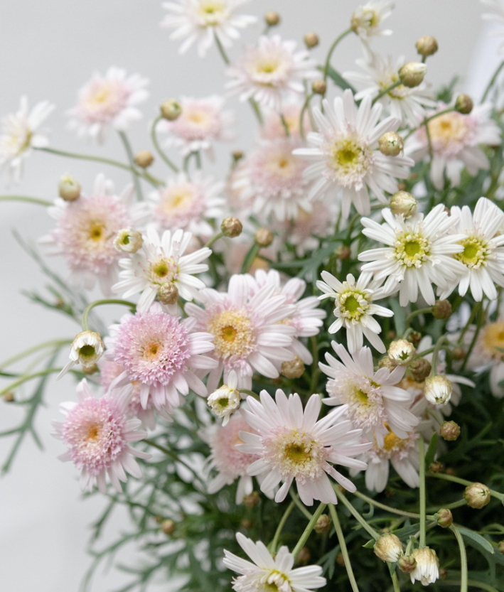 Argyranthemum frutescens 'Sugar Strawberry' 30 Seeds