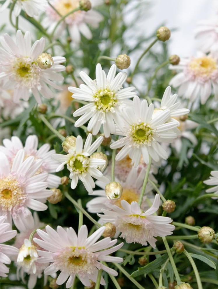 Argyranthemum frutescens 'Sugar Strawberry' 30 Seeds