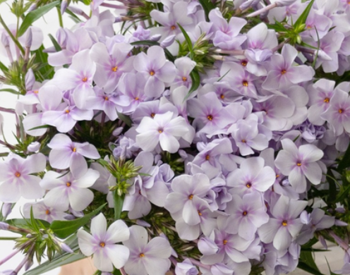 Phlox 'Opening Act Pink-a-Dot ' 50 Seeds