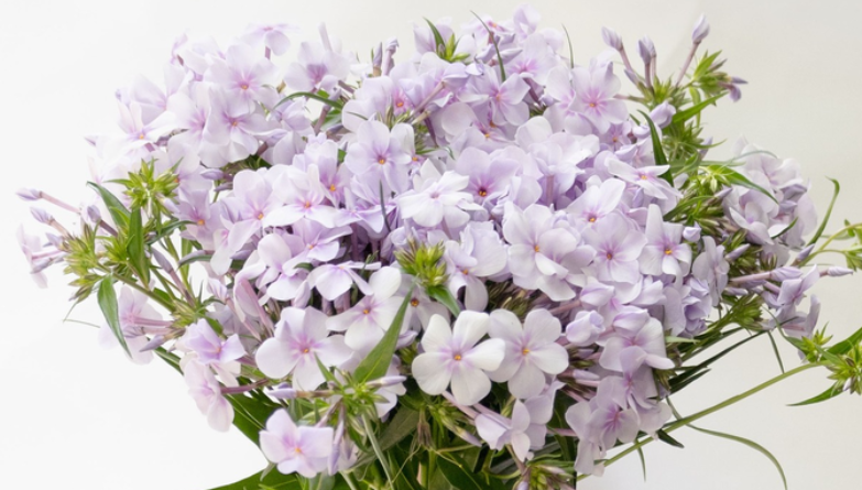 Phlox 'Opening Act Pink-a-Dot ' 50 Seeds