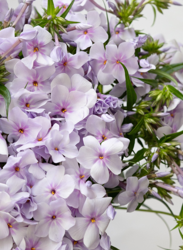 Phlox 'Opening Act Pink-a-Dot ' 50 Seeds