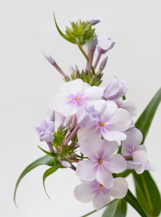 Phlox 'Opening Act Pink-a-Dot ' 50 Seeds