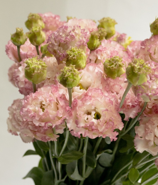 Lisianthus ( Eustoma ) Italia Series 'Strawberry frill' 6 Seeds