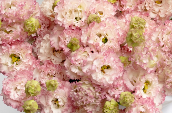 Lisianthus ( Eustoma ) Italia Series 'Strawberry frill' 6 Seeds