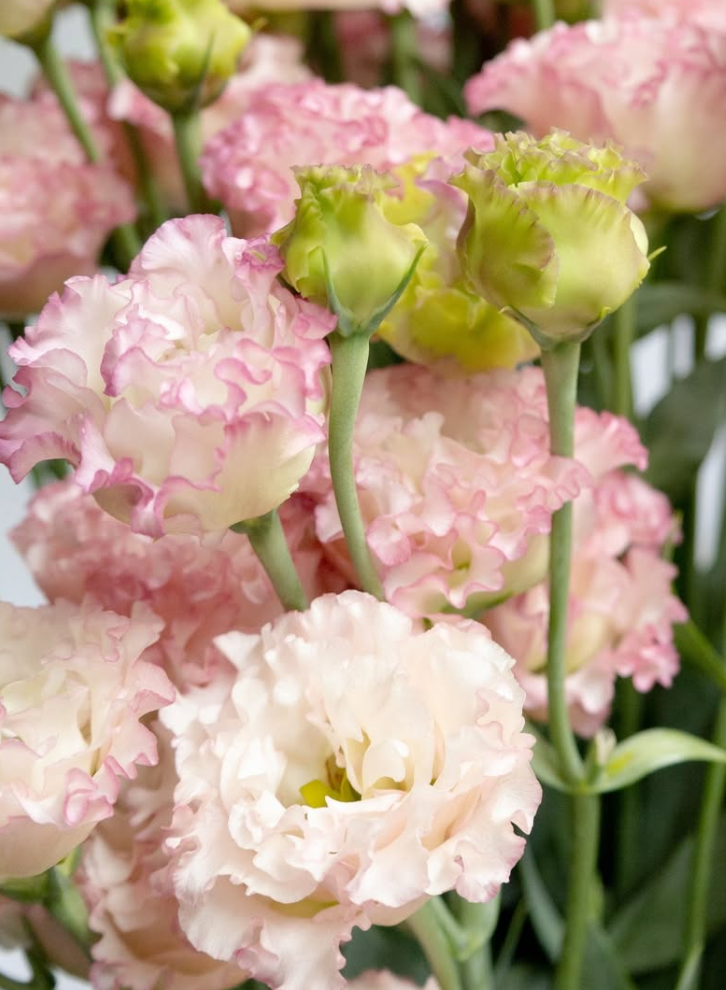 Lisianthus ( Eustoma ) Italia Series 'Strawberry frill' 6 Seeds