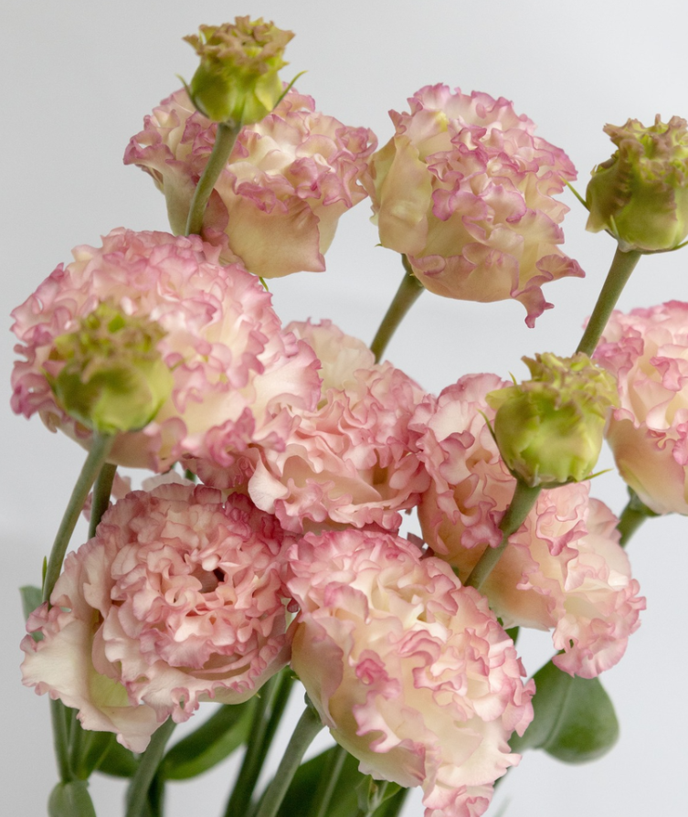 Lisianthus ( Eustoma ) Italia Series 'Strawberry frill' 6 Seeds