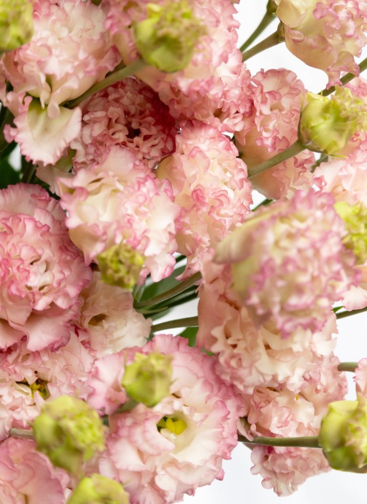Lisianthus ( Eustoma ) Italia Series 'Strawberry frill' 6 Seeds
