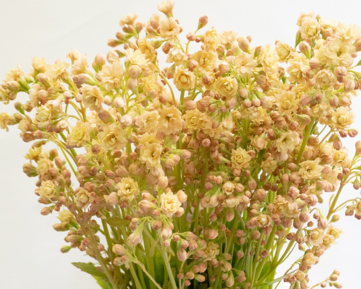 Kalanchoe 'Churara sugar' 30 Seeds