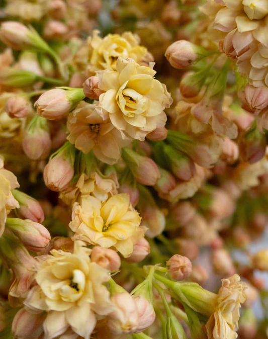 Kalanchoe 'Churara sugar' 30 Seeds