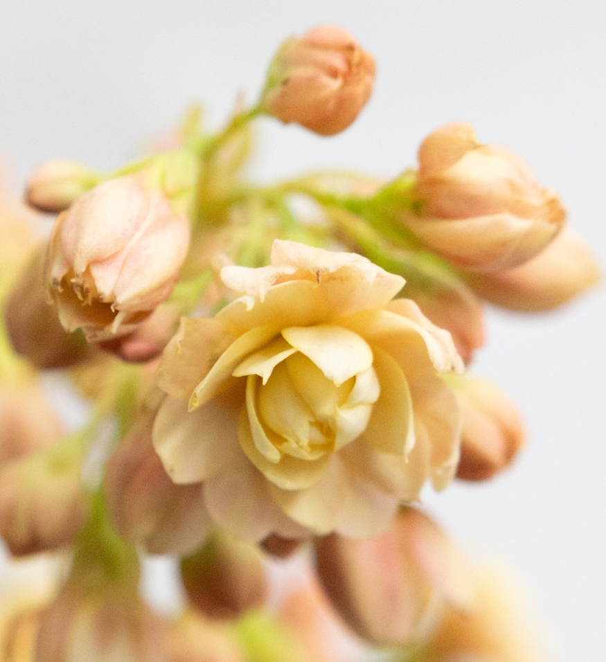 Kalanchoe 'Churara sugar' 30 Seeds