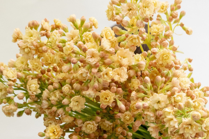 Kalanchoe 'Churara sugar' 30 Seeds