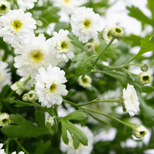 Tanacetum parthenium 'Double latte' 30 Seeds