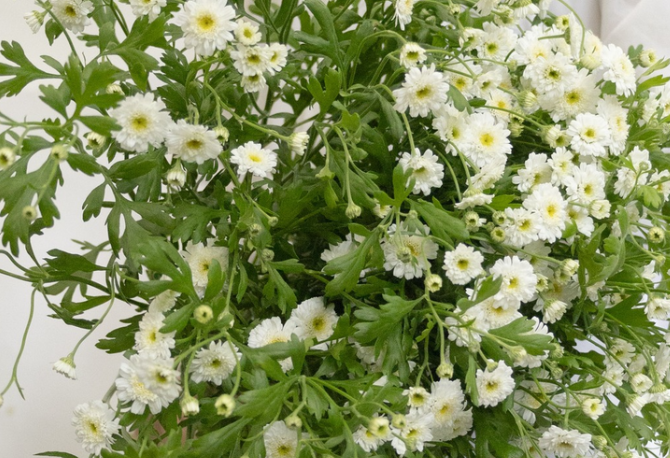Tanacetum parthenium 'Double latte' 30 Seeds