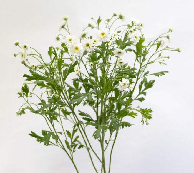 Tanacetum parthenium 'Double latte' 30 Seeds