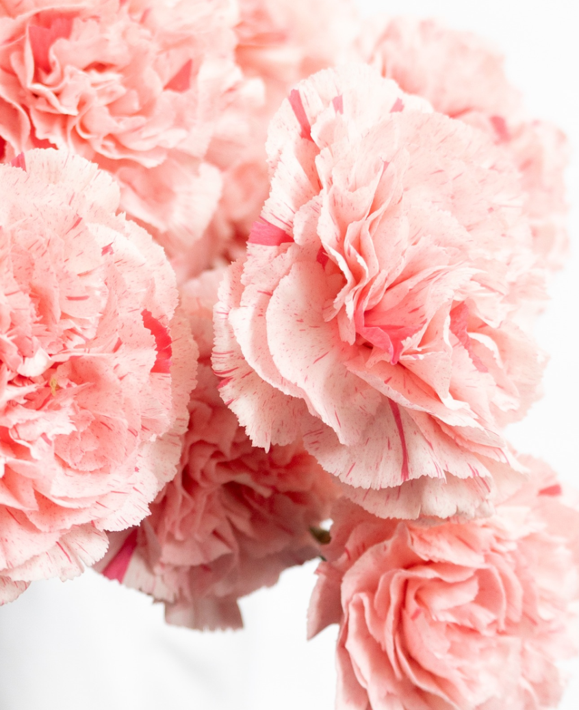 Dianthus caryophyllus 'La Moira Fiesta' 100 Seeds