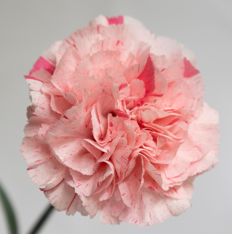 Dianthus caryophyllus 'La Moira Fiesta' 100 Seeds