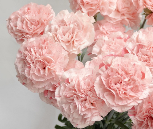 Dianthus caryophyllus 'La Moira Fiesta' 100 Seeds