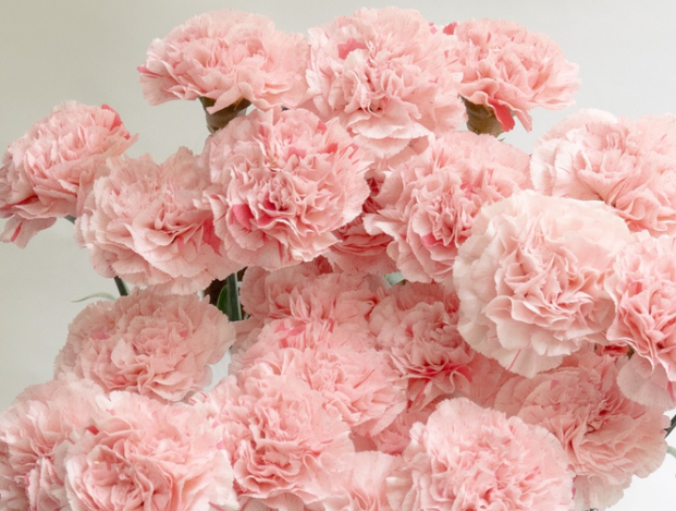 Dianthus caryophyllus 'La Moira Fiesta' 100 Seeds