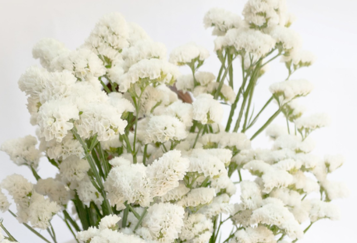 Limonium sinuatum 'platinum white' 100 Seeds