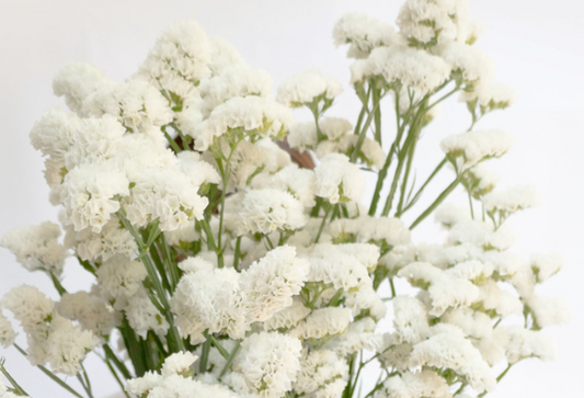 Limonium sinuatum 'platinum white' 100 Seeds