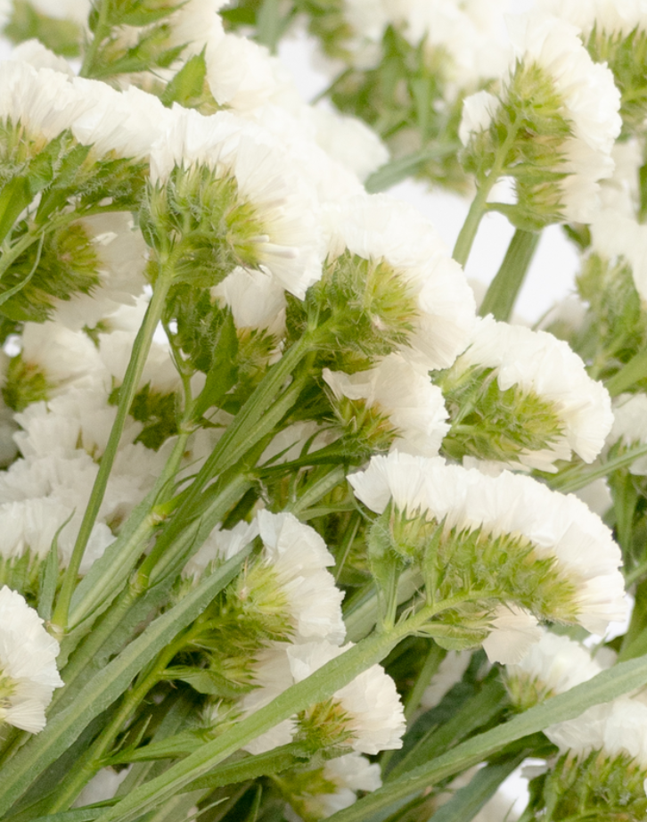 Limonium sinuatum 'platinum white' 100 Seeds
