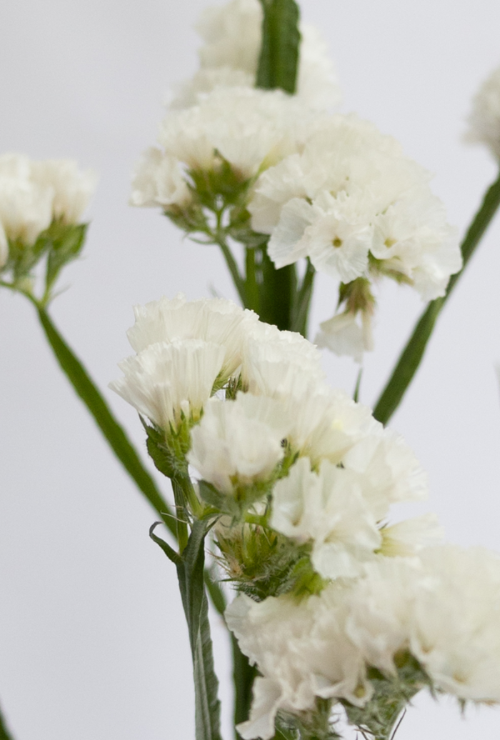 Limonium sinuatum 'platinum white' 100 Seeds
