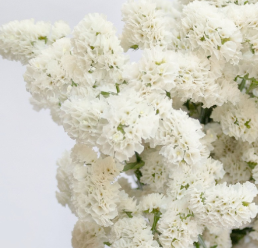 Limonium sinuatum 'platinum white' 100 Seeds