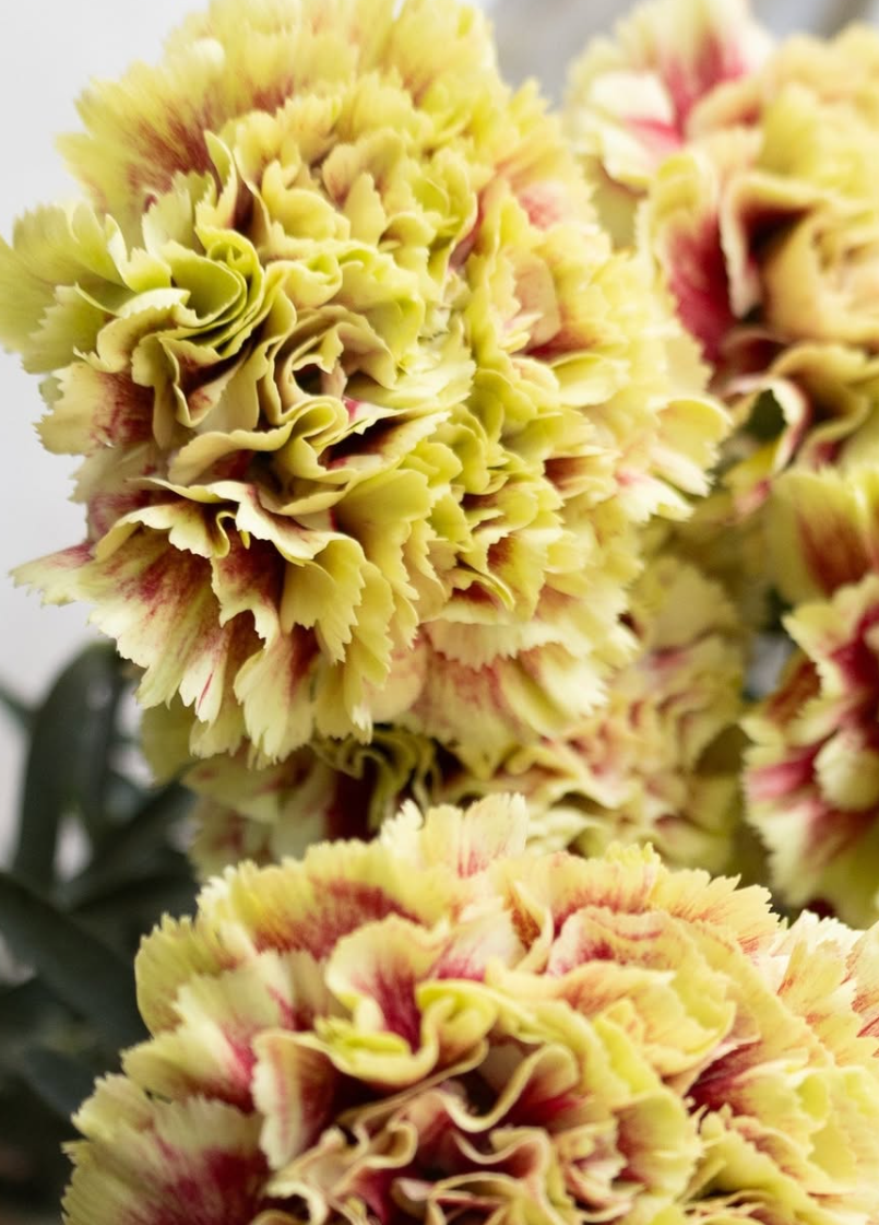 Dianthus caryophyllus 'Dion' 100 Seeds