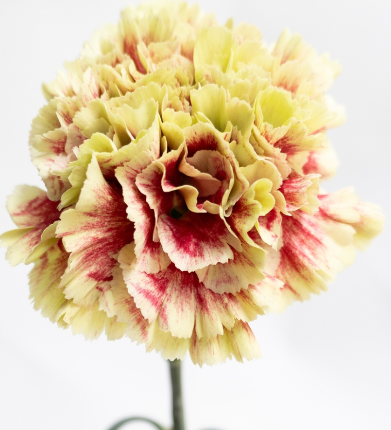 Dianthus caryophyllus 'Dion' 100 Seeds