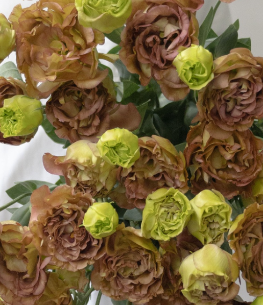 Lisianthus ( Eustoma ) Italia Series 'Amber double mocha' 6 Seeds