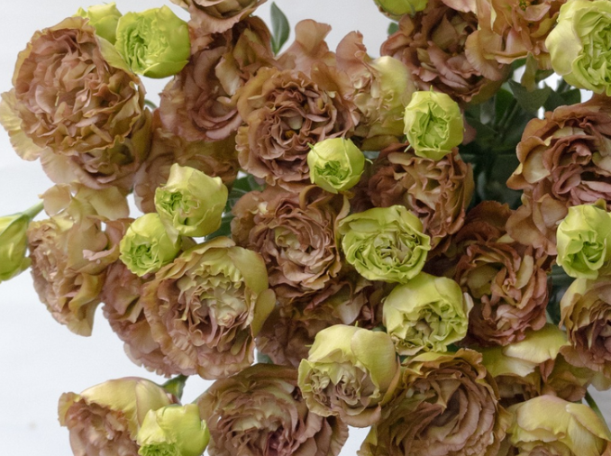 Lisianthus ( Eustoma ) Italia Series 'Amber double mocha' 6 Seeds