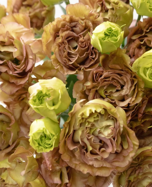 Lisianthus ( Eustoma ) Italia Series 'Amber double mocha' 6 Seeds