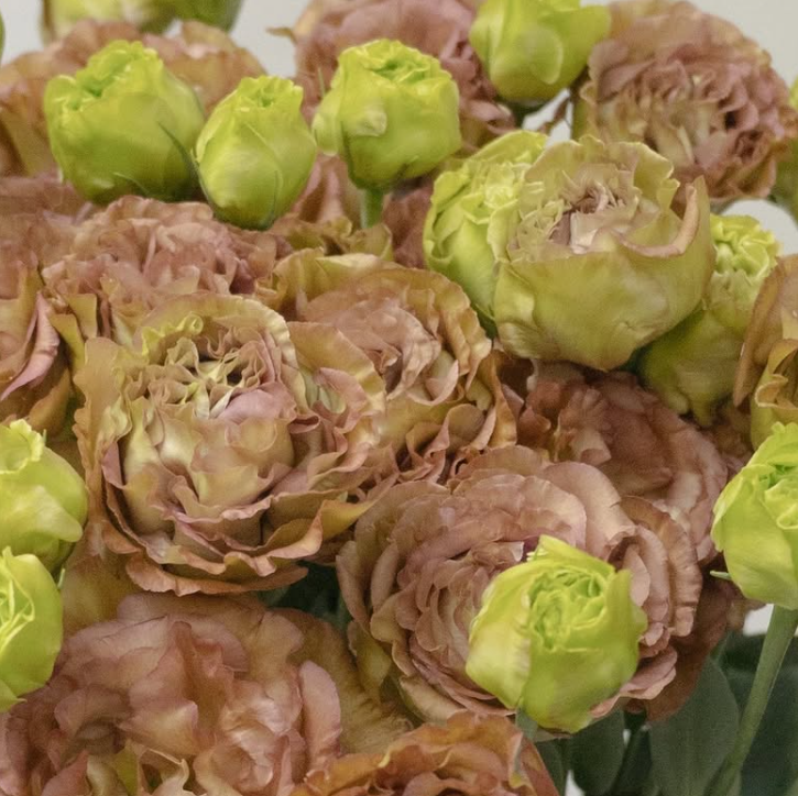Lisianthus ( Eustoma ) Italia Series 'Amber double mocha' 6 Seeds
