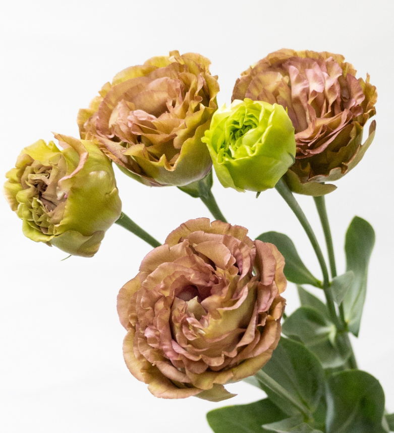 Lisianthus ( Eustoma ) Italia Series 'Amber double mocha' 6 Seeds
