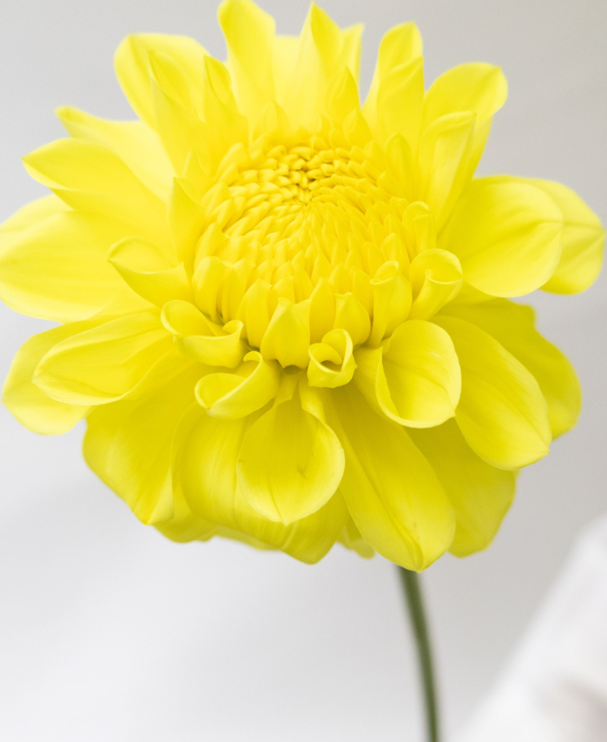 Dahlia 'Yuzuki' 100 Seeds
