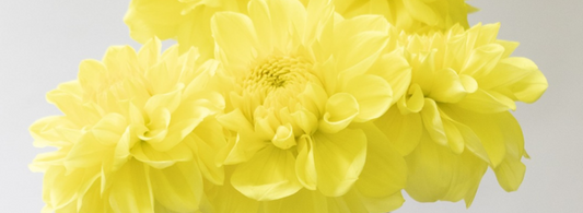 Dahlia 'Yuzuki' 100 Seeds