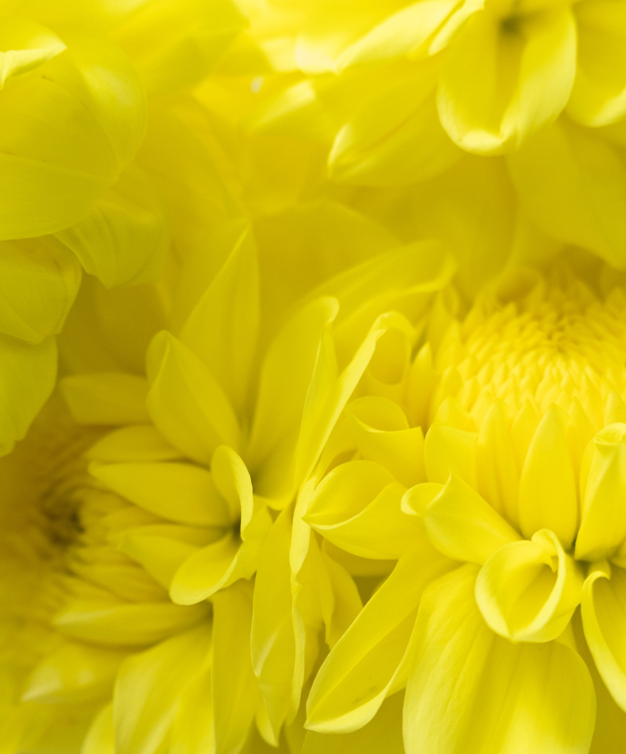 Dahlia 'Yuzuki' 100 Seeds