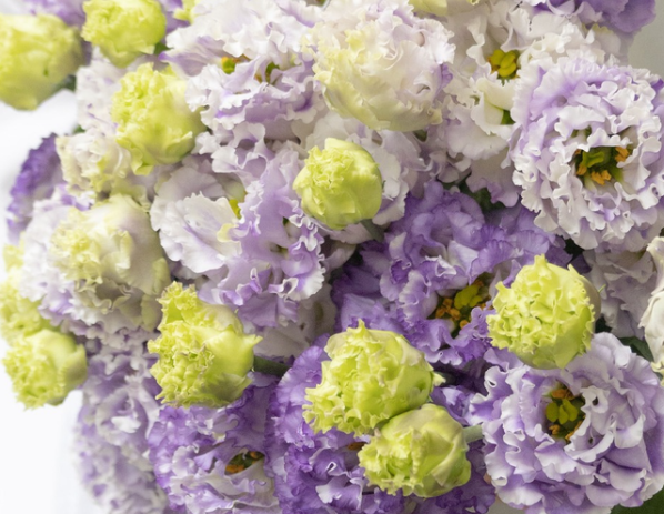 Lisianthus ( Eustoma ) Italia Series 'Grape milk' 6 Seeds