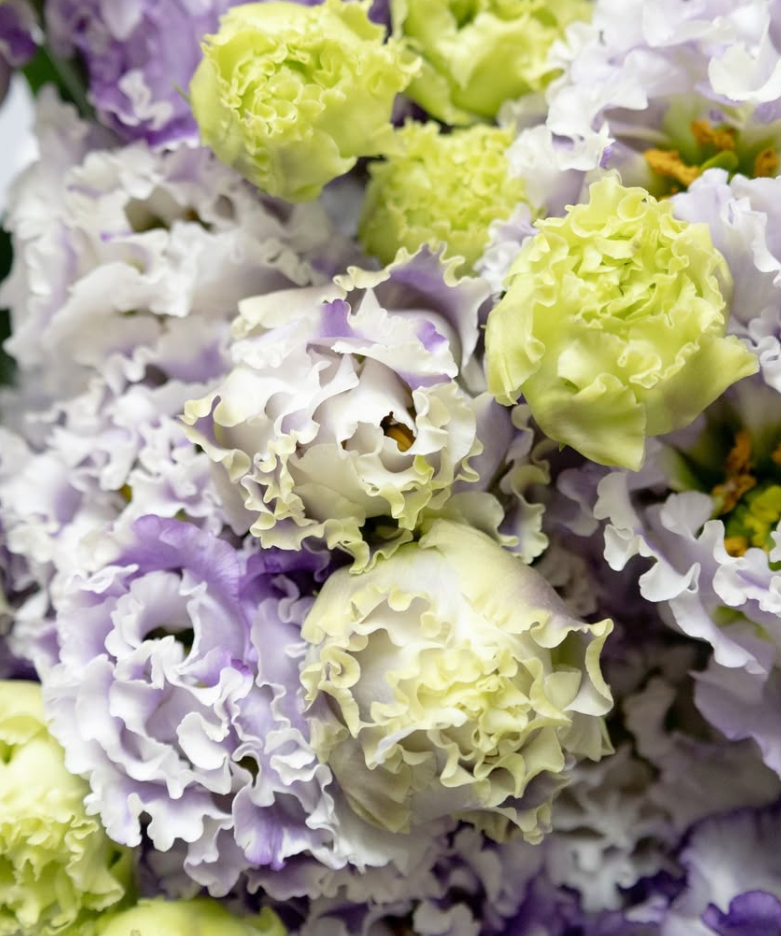 Lisianthus ( Eustoma ) Italia Series 'Grape milk' 6 Seeds