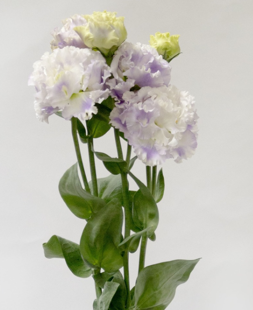 Lisianthus ( Eustoma ) Italia Series 'Grape milk' 6 Seeds
