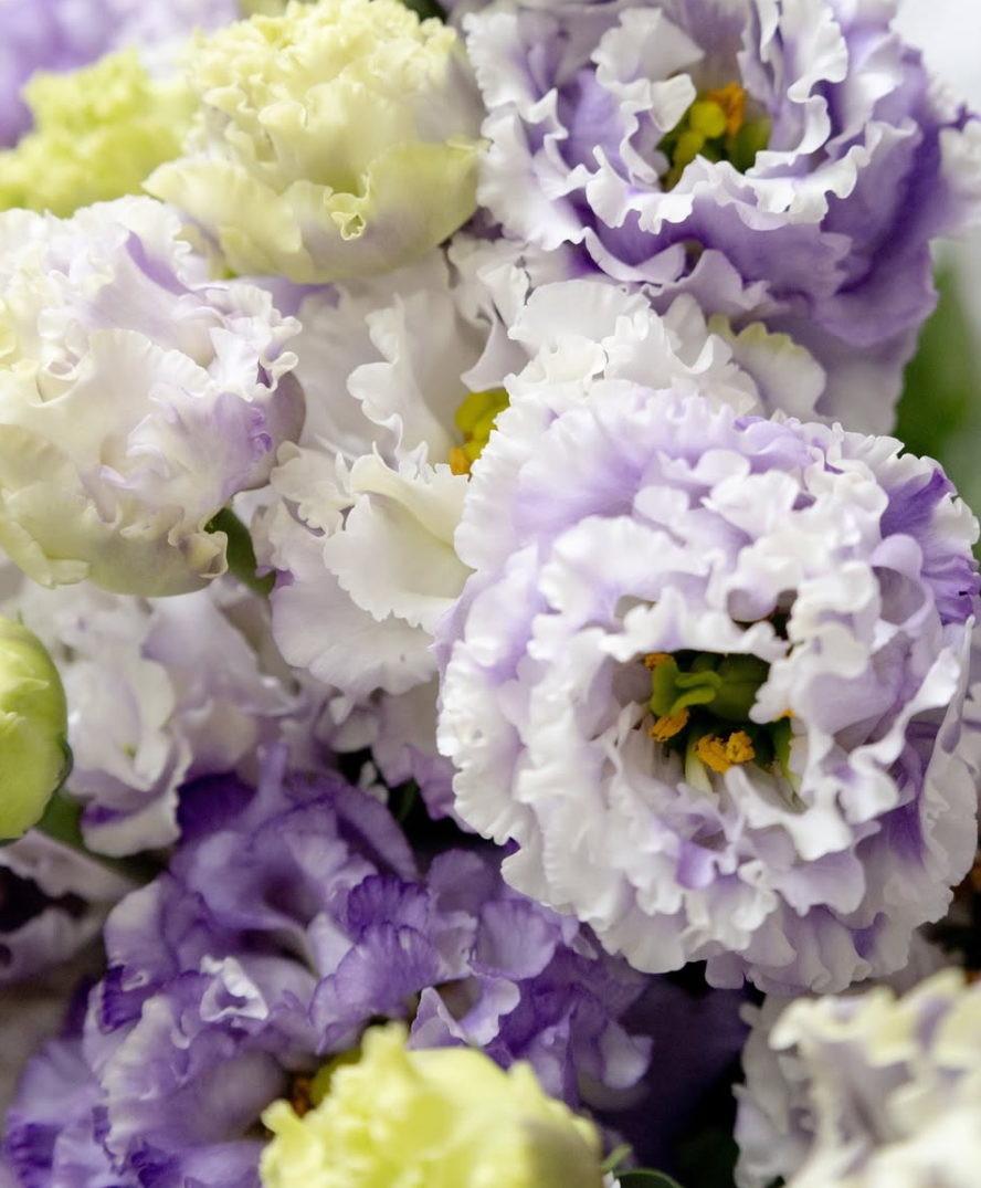 Lisianthus ( Eustoma ) Italia Series 'Grape milk' 6 Seeds