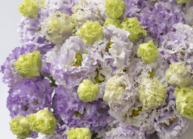 Lisianthus ( Eustoma ) Italia Series 'Grape milk' 6 Seeds