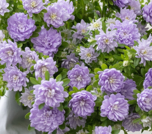Callistephus chinensis 'Ramune-chan' 30 Seeds