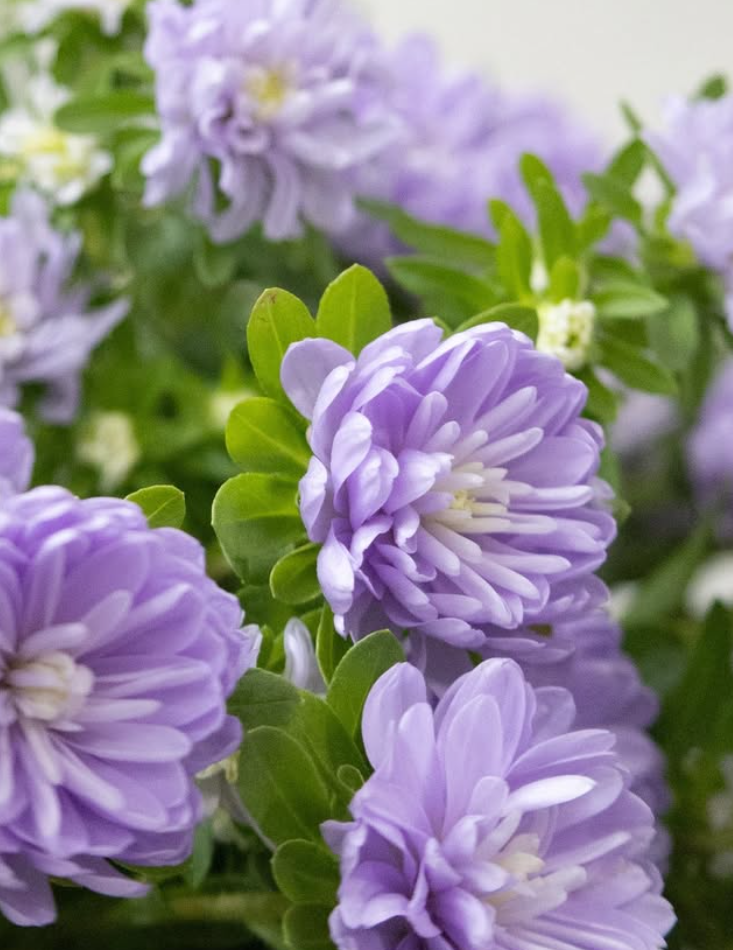Callistephus chinensis 'Ramune-chan' 30 Seeds