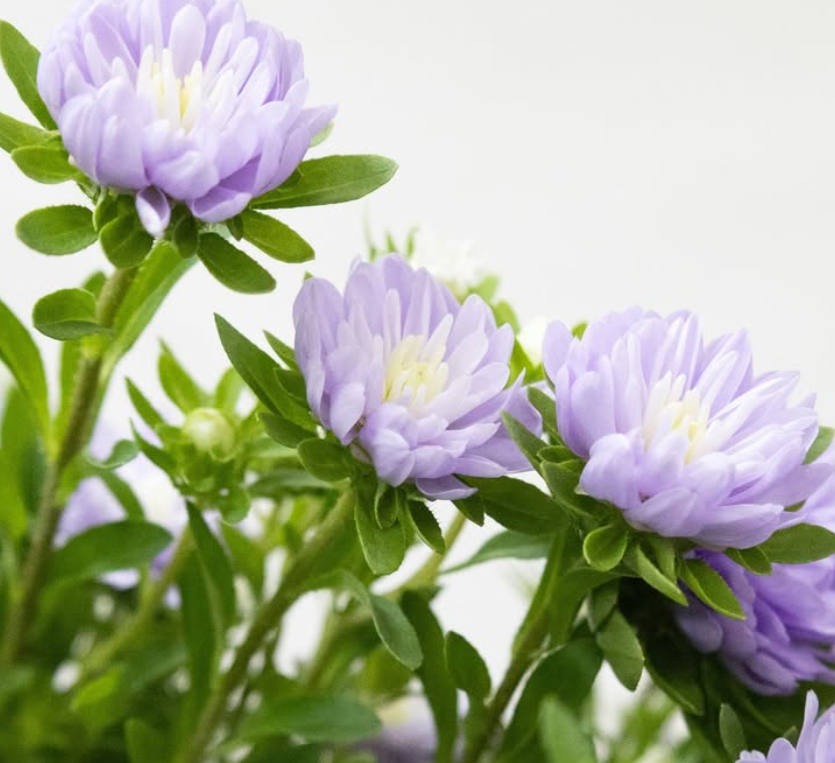 Callistephus chinensis 'Ramune-chan' 30 Seeds