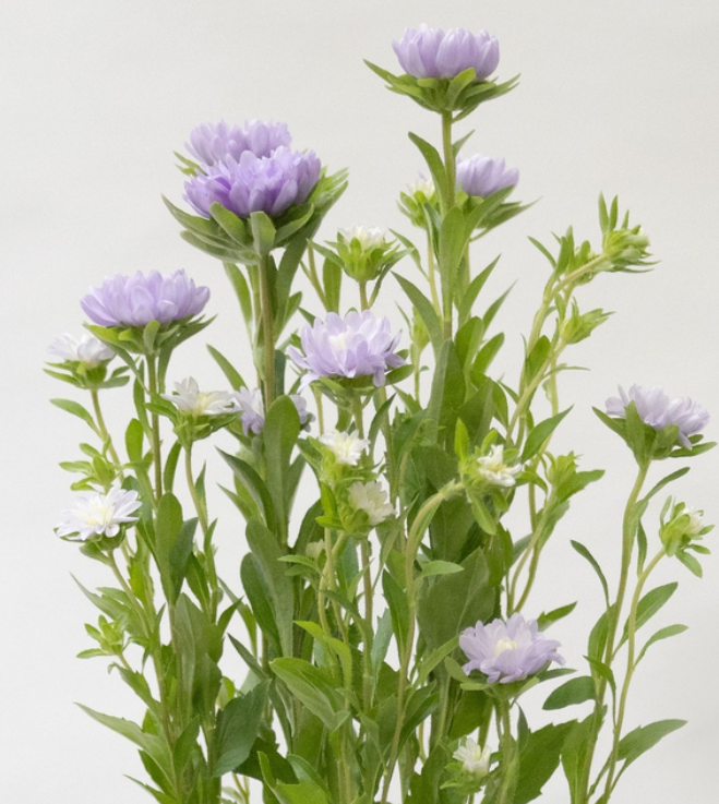 Callistephus chinensis 'Ramune-chan' 30 Seeds