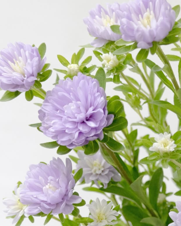 Callistephus chinensis 'Ramune-chan' 30 Seeds