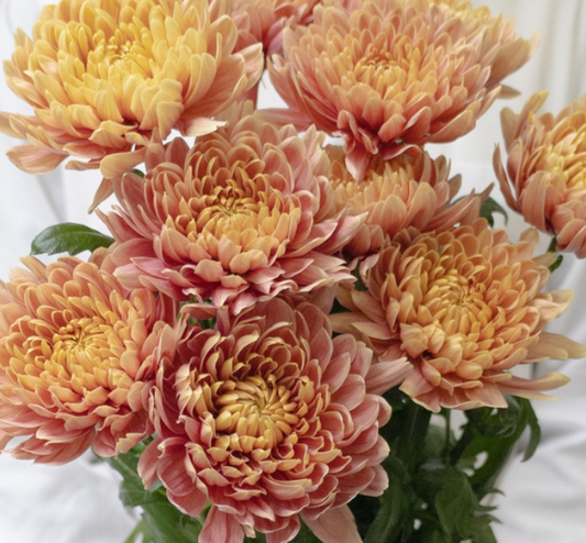 Chrysanthemum morifolium ’Efa Salmon' 100 Seeds
