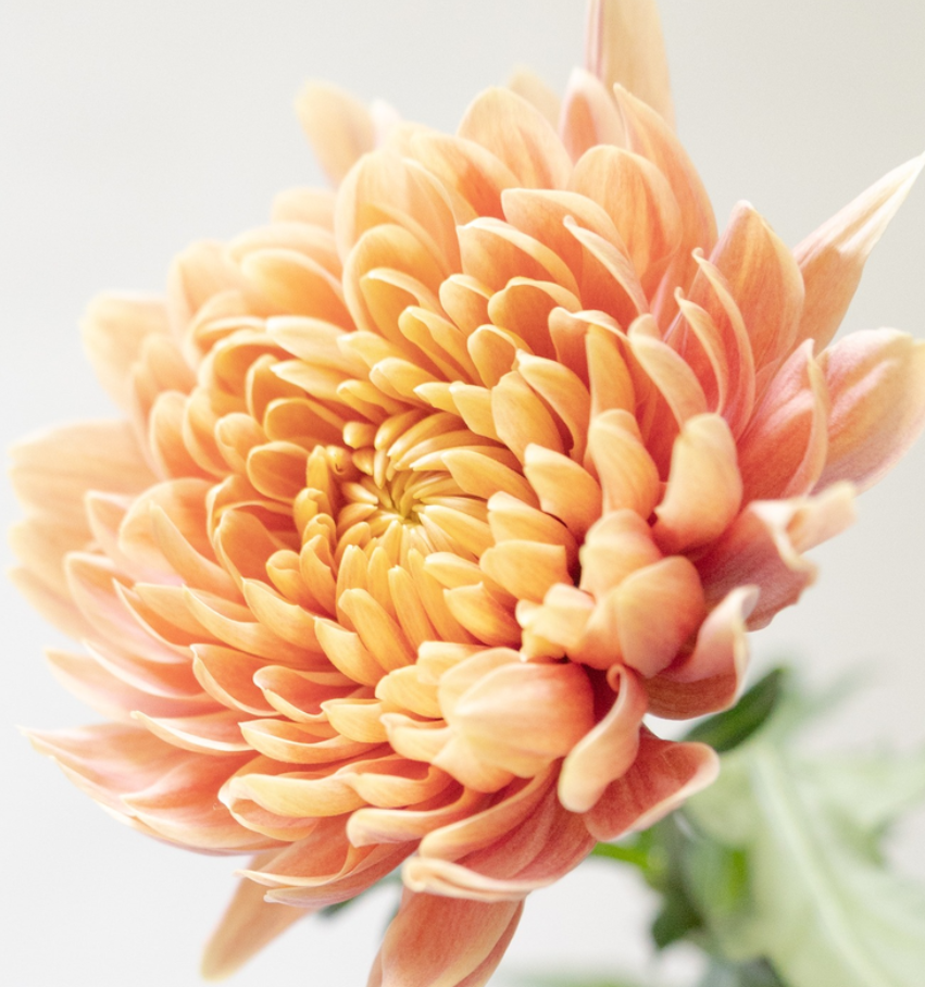 Chrysanthemum morifolium ’Efa Salmon' 100 Seeds