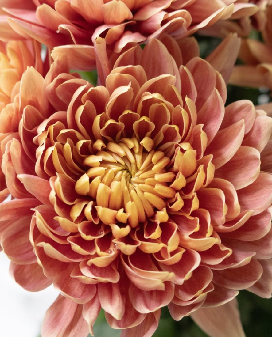 Chrysanthemum morifolium ’Efa Salmon' 100 Seeds